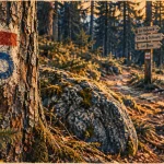 Balisage randonnée Vosges : peinture rouge et anneau bleu sur sentier en forêt de sapins