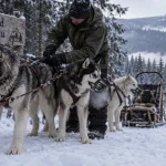Week end chien de traineau Vosges : chiens dans la neige, musher ajuste le harnais