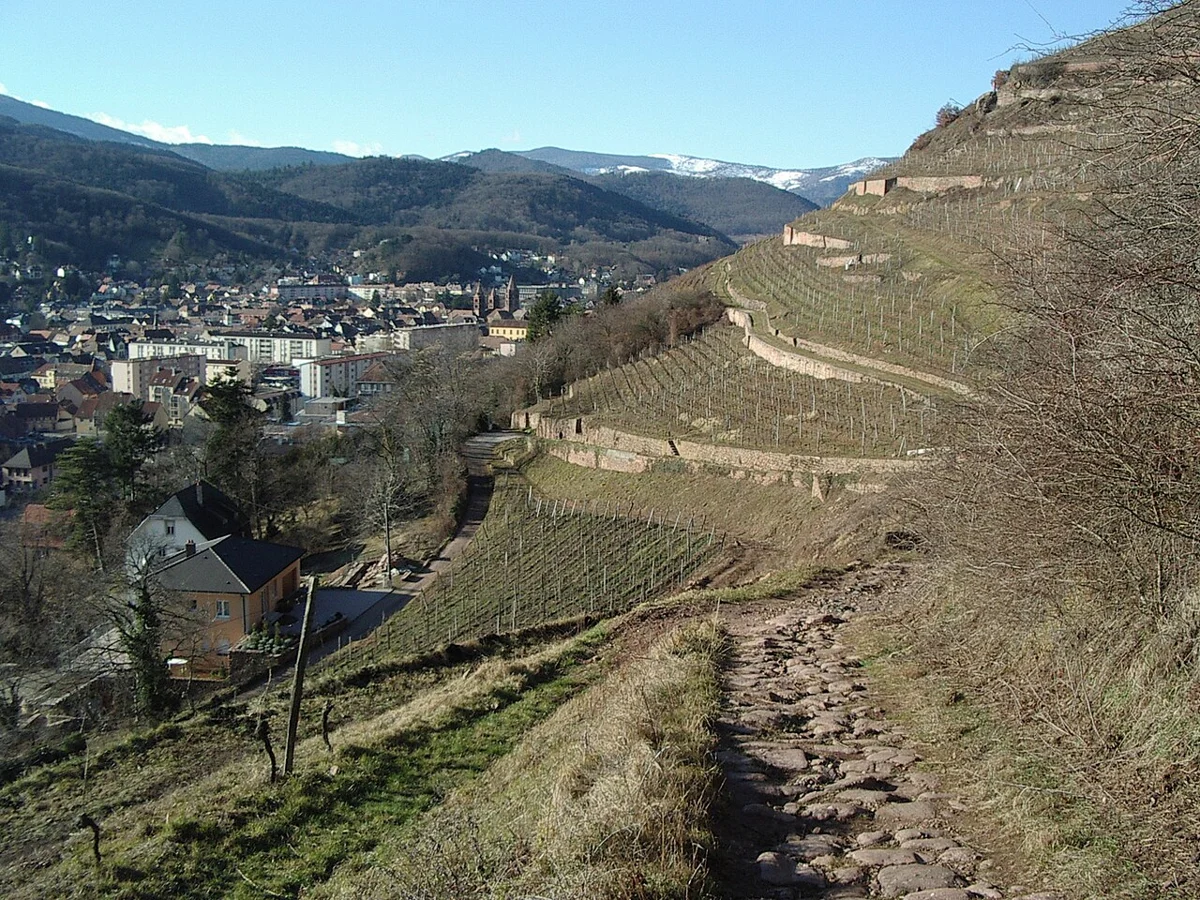 Le vignoble et Guebwiller au pied des Vosges.