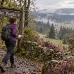 Sentier humide, bruyères mauves et rhododendrons : jardins à visiter dans les Vosges