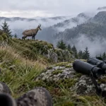 Randonnée chamois vosges : chamois observé sur les hautes chaumes des Vosges, sans déranger